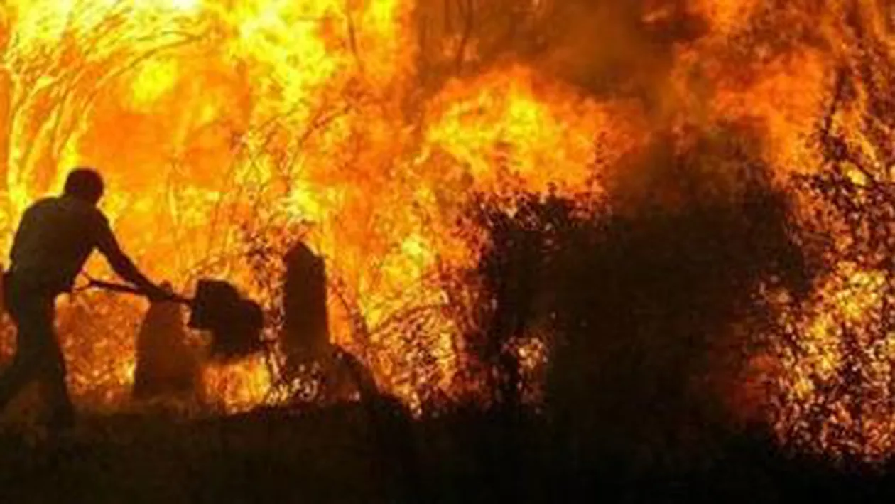 Grecia: Mai multe livezi de măslini și pășuni au fost distruse de un incendiu în Peloponez