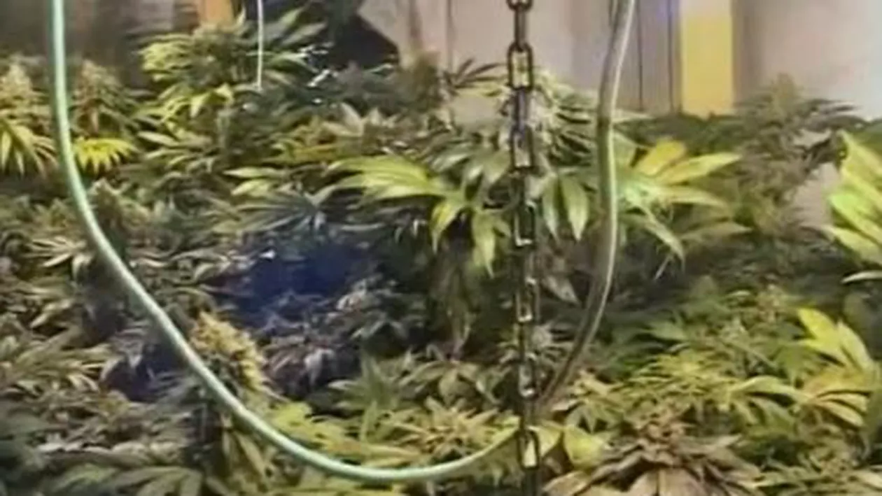 Grupare care vindea seminţe şi echipamente pentru culturi de canabis, destructurată de DIICOT