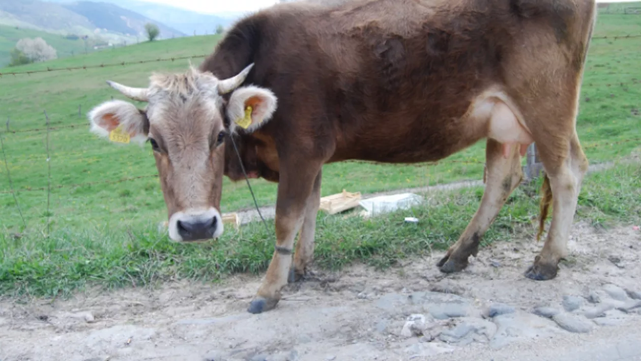 Două focare de boala limbii albastre, confirmate în judeţul Argeş