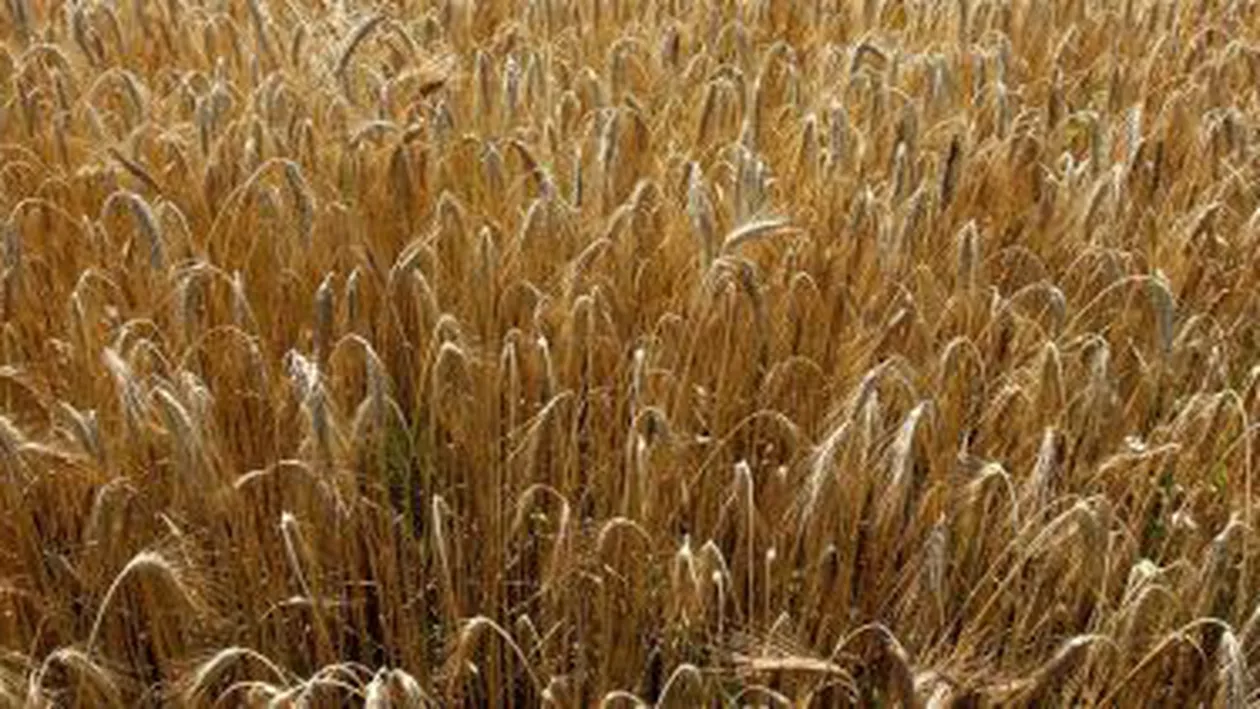 Egiptul a cumpărat 60.000 tone de grâu românesc pentru 15,6 milioane dolari