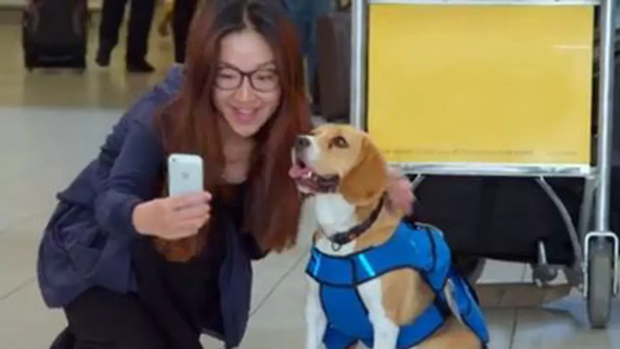 Aeroportul din Amsterdam: Un câine beagle găsește călătorii care și-au uitat obiecte în avioane (VIDEO)