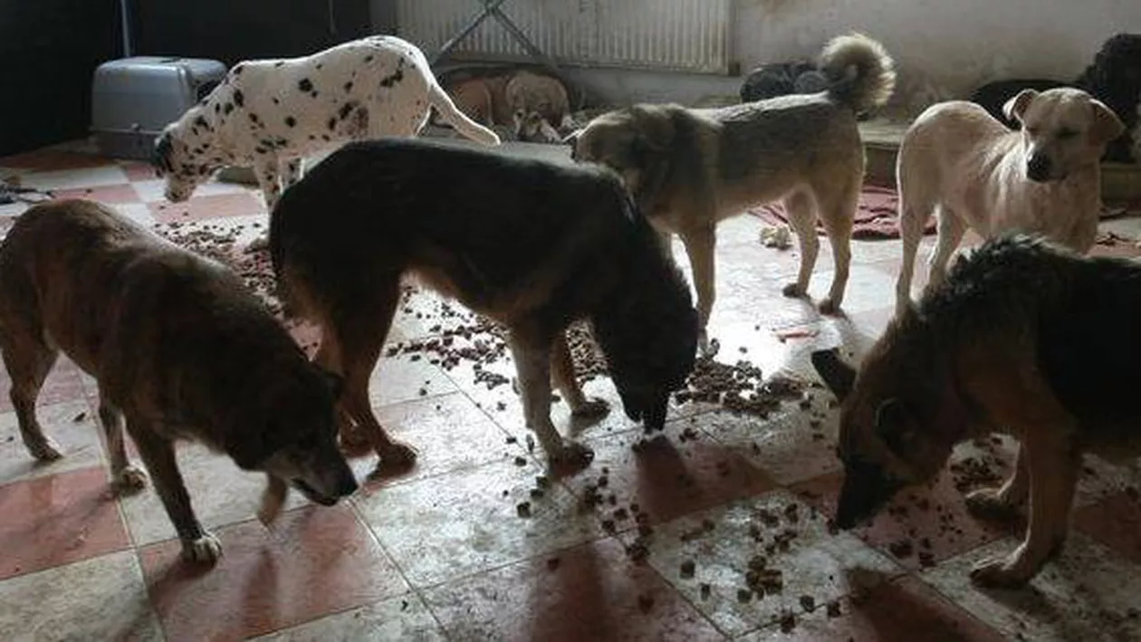 Italia: Menajeră româncă, sechestrată timp de patru luni într-o încăpere cu 26 de câini