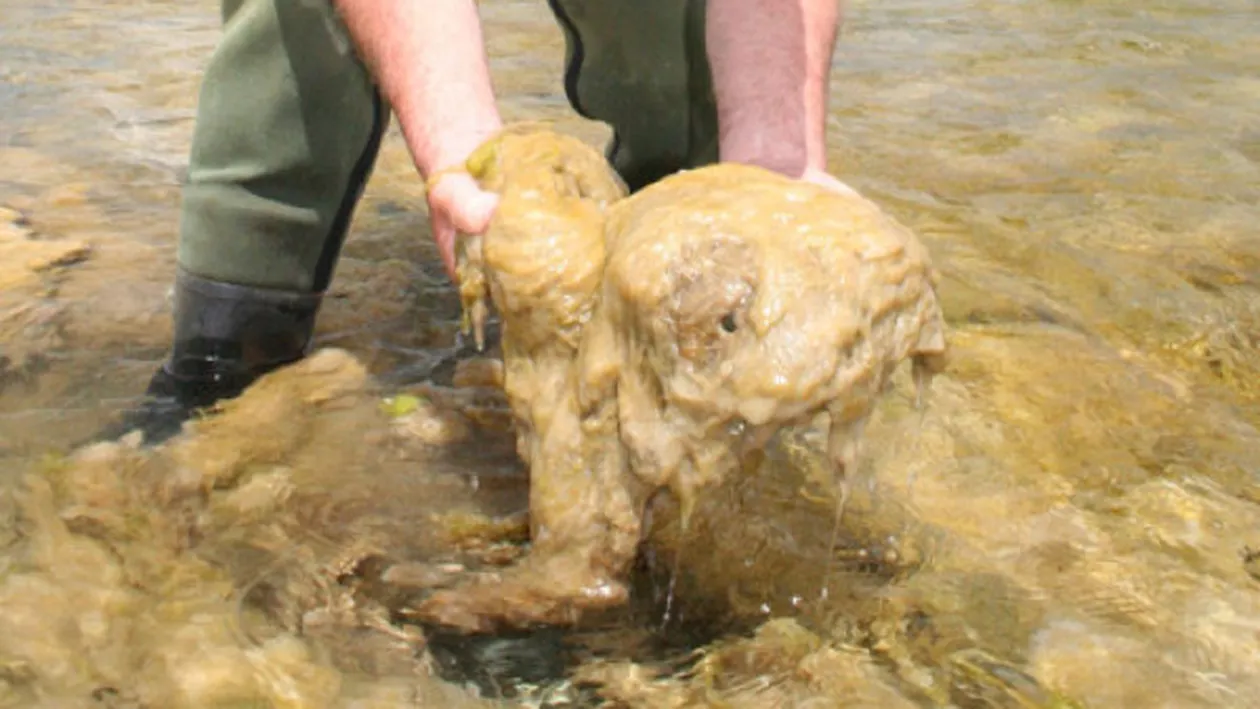 Râurile de pe întreaga planetă, invadate de alge