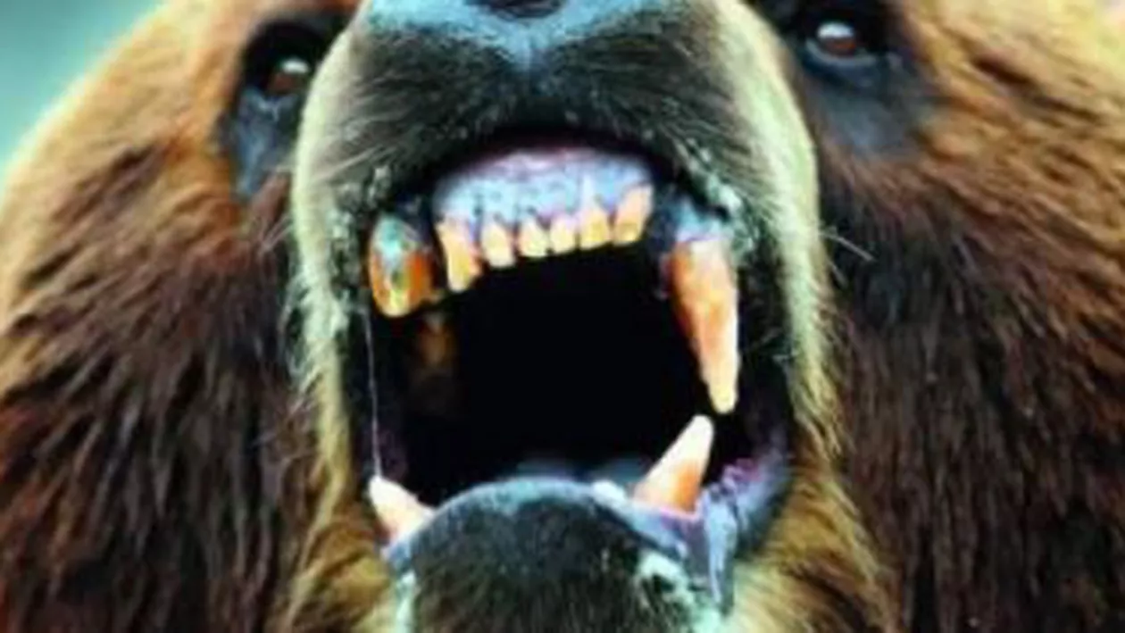 Harghita: Doi bărbați au fost atacați de urși în timp ce culegeau cartofi