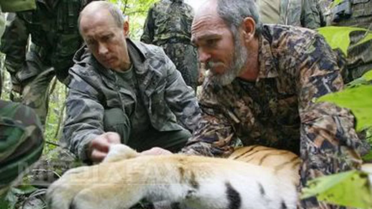 Un tigru siberian eliberat de Vladimir Putin a fugit în China