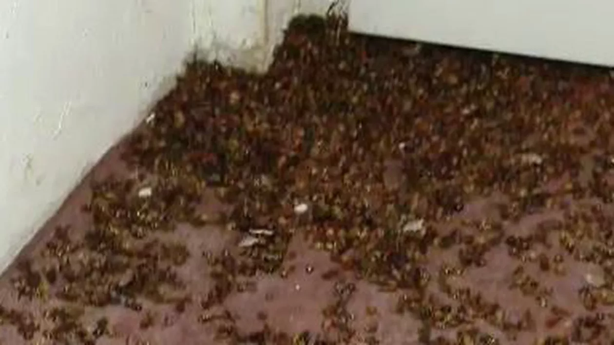 Arad: Invazie de buburuze în câteva localităţi, unde oamenii le adună cu lopata din case