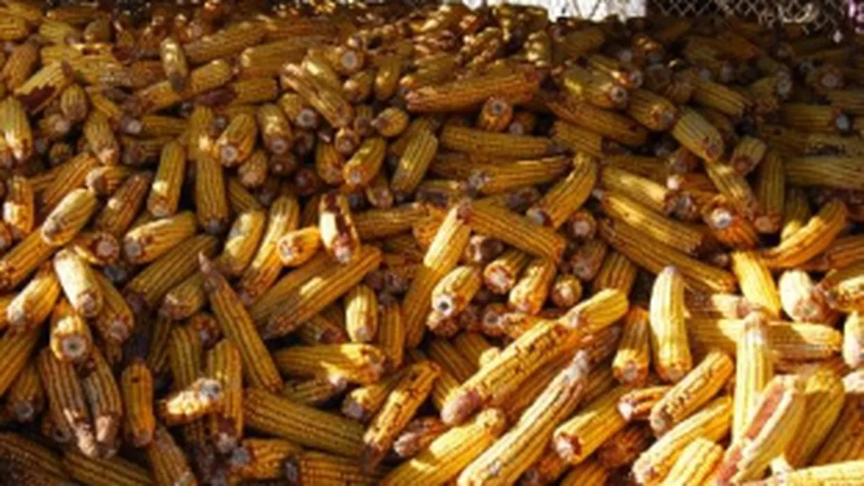 România contribuie cu 11 milioane de tone de porumb la producţia de 74 milioane de tone a UE