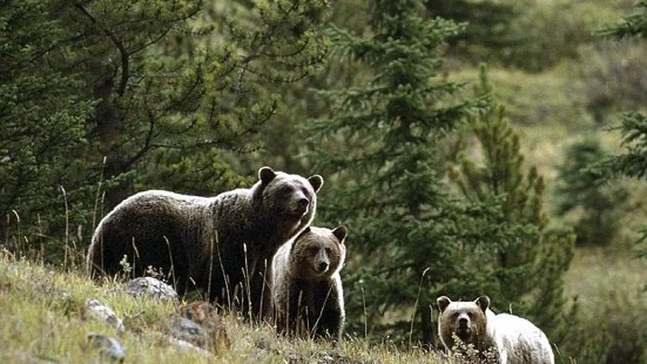 Ministerul Mediului a plătit peste 800.000 de lei pentru pagube produse de urşi şi lupi