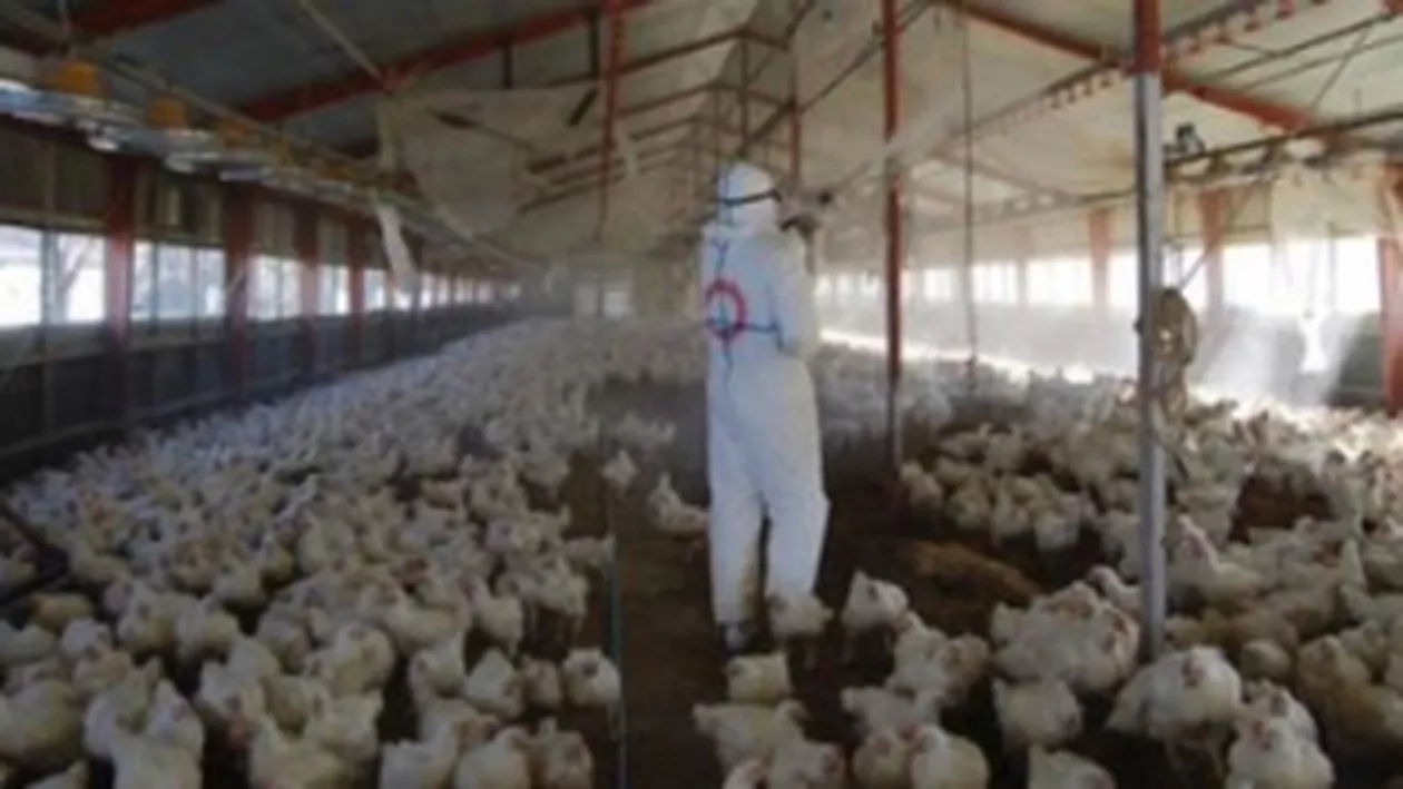 ANSVSA face controale la fermele de păsări, după ce au fost confirmate mai multe focare de gripă aviară în Europa