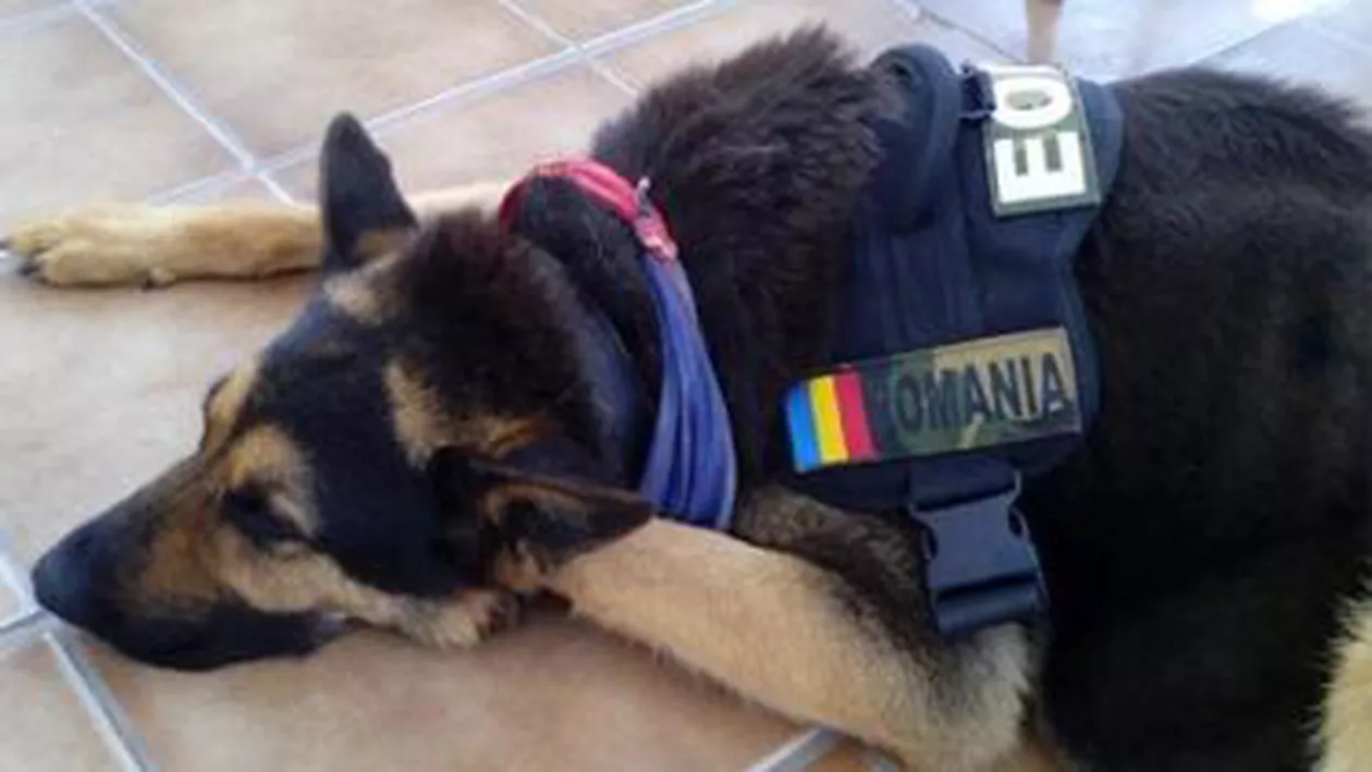Câinele-erou al Armatei, lăsat să moară de cei cărora le-a salvat viața