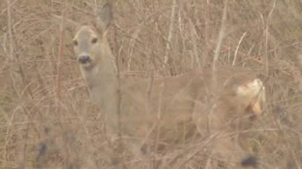 Galați: Căprioara de pe Faleza Dunării a fost ucisă de câinii maidanezi