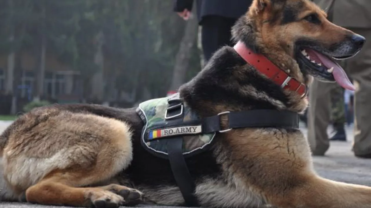 MApN va modifica legislația privind animalele de serviciu, după mediatizarea cazului lui Max, câinele-veteran al Armatei române
