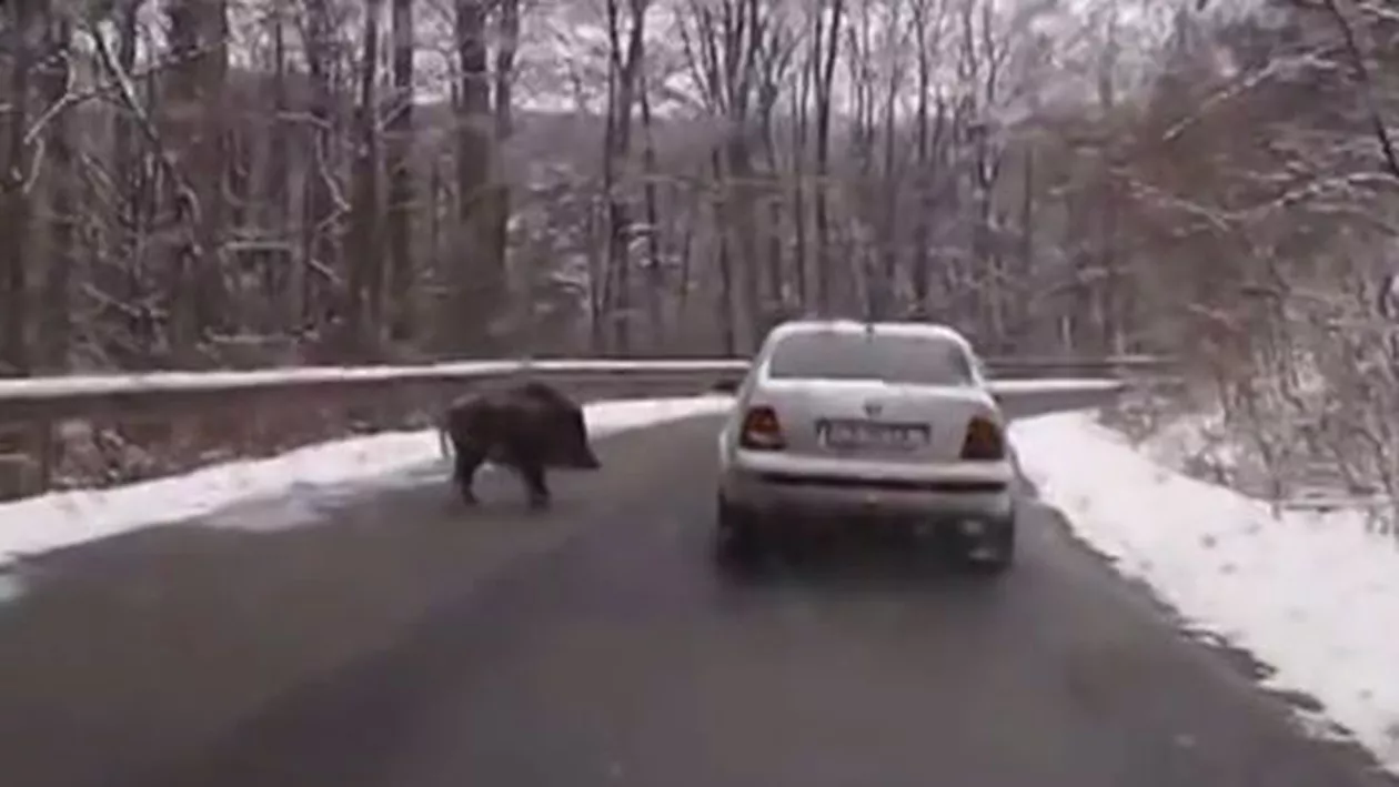 Buzău: Un mort şi un rănit într-un accident pe DN 2, după ce o maşină a lovit un porc ieşit pe şosea