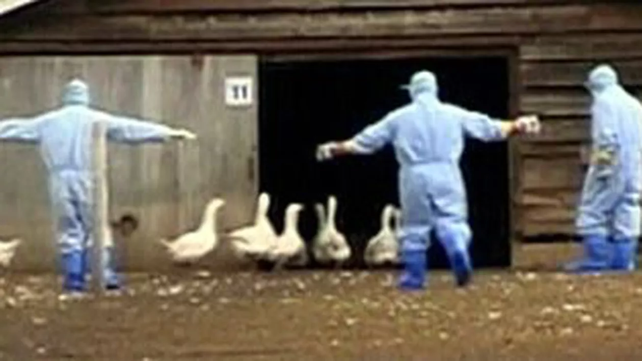 MAE: În provincia British Columbia din Canada au fost depistate focare de gripă aviară