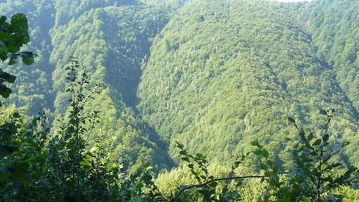 Cum au fost retrocedate ilegal 270.000 de hectare de pădure