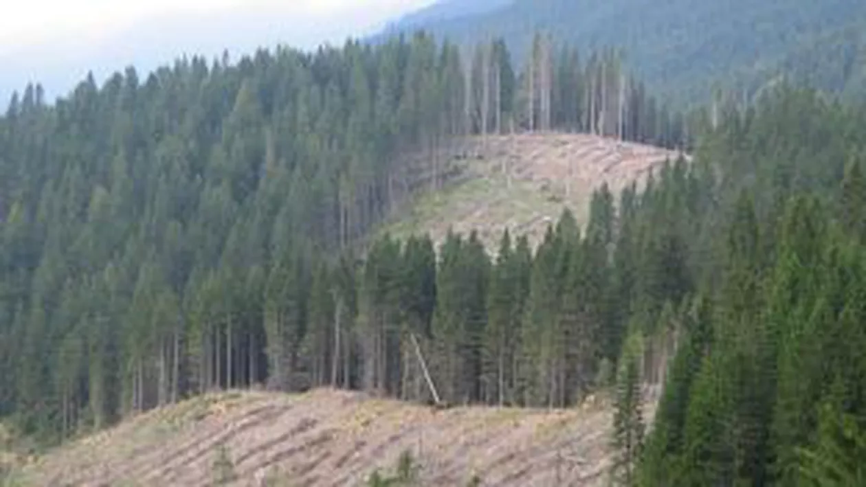 ANRP cere noi verificări privind retrocedările de terenuri: Vizate, peste 2.600 de hectare de pădure din județul Prahova