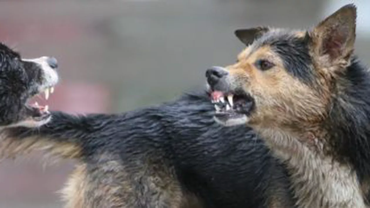 Pantelimon: Femeie salvată de câinii maidanezi cu focuri de armă