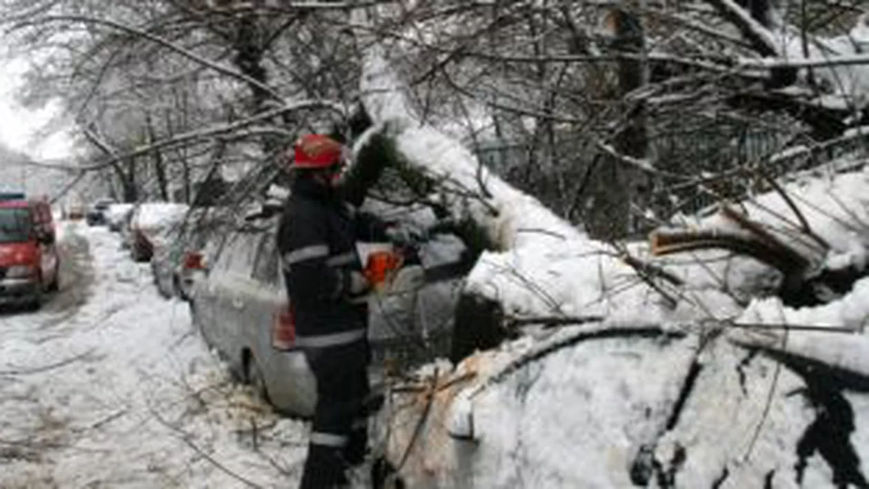 București: Zeci de copaci au căzut peste mașini, din cauza vântului puternic