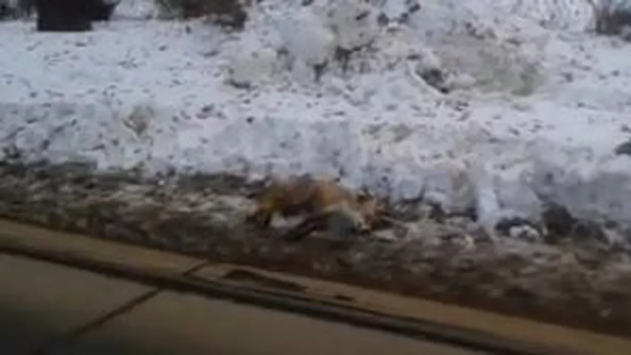 Municipiul Brăila ar putea intra în carantină, după ce o vulpe a fost găsită moartă în centrul orașului