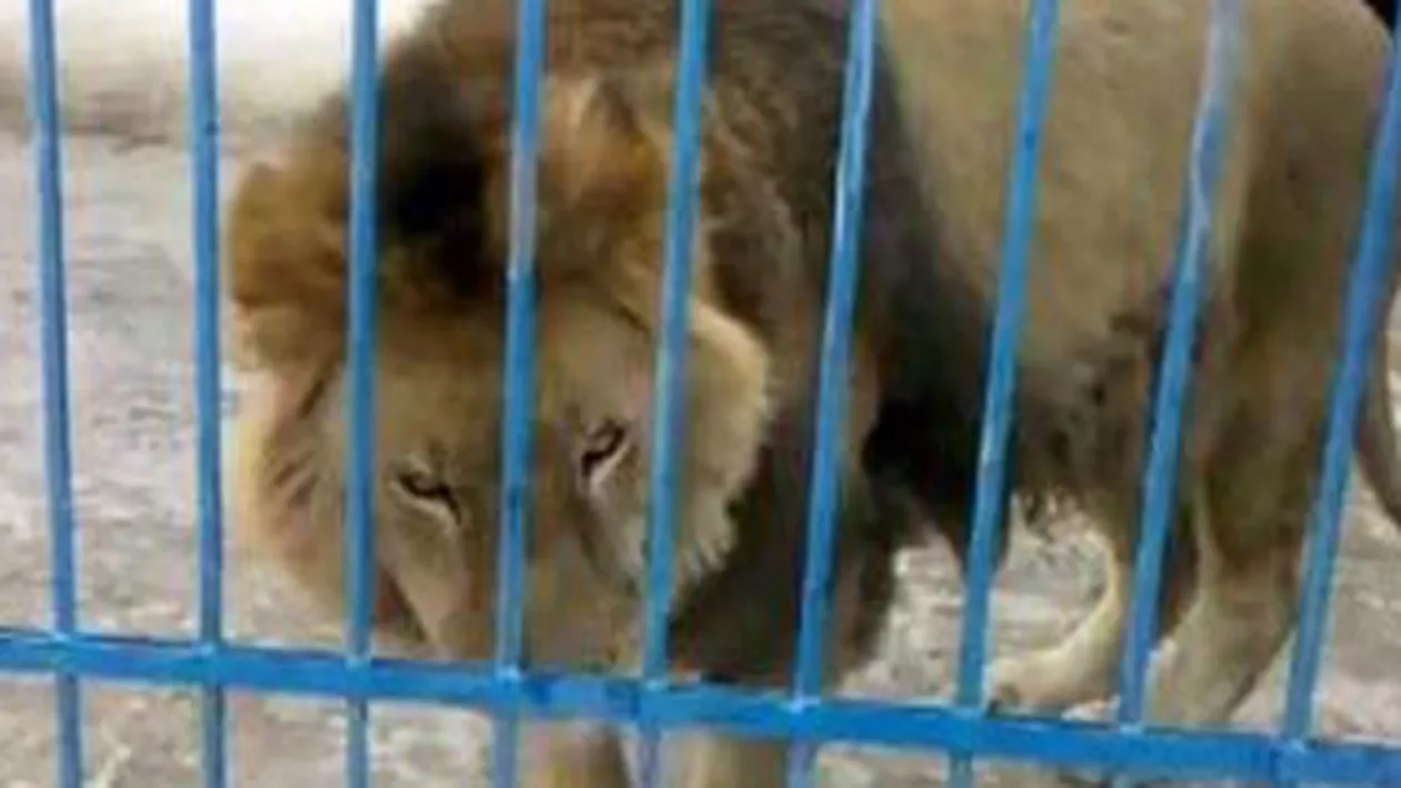 Un copil de 11 ani a fost rănit de o leoaică la Grădina Zoologică din Rădăuți