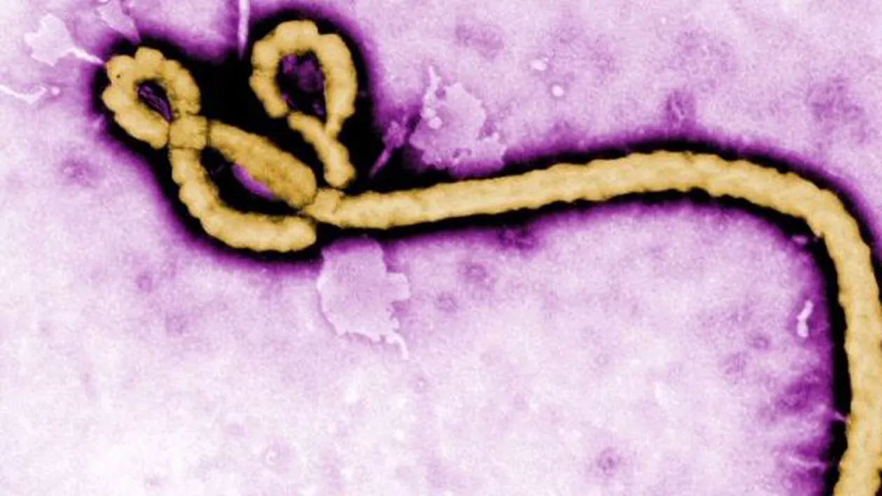 Oamenii de știință avertizează că virusul Ebola a suferit o mutație: Cercetătorii încearcă să determine dacă a devenit mai contagios