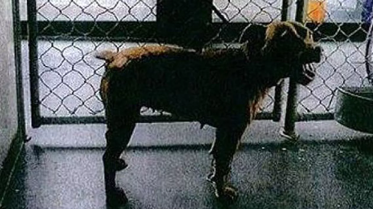 Australia: Curtea Supremă a acceptat în premieră recursul în cazul unui câine condamnat la moarte