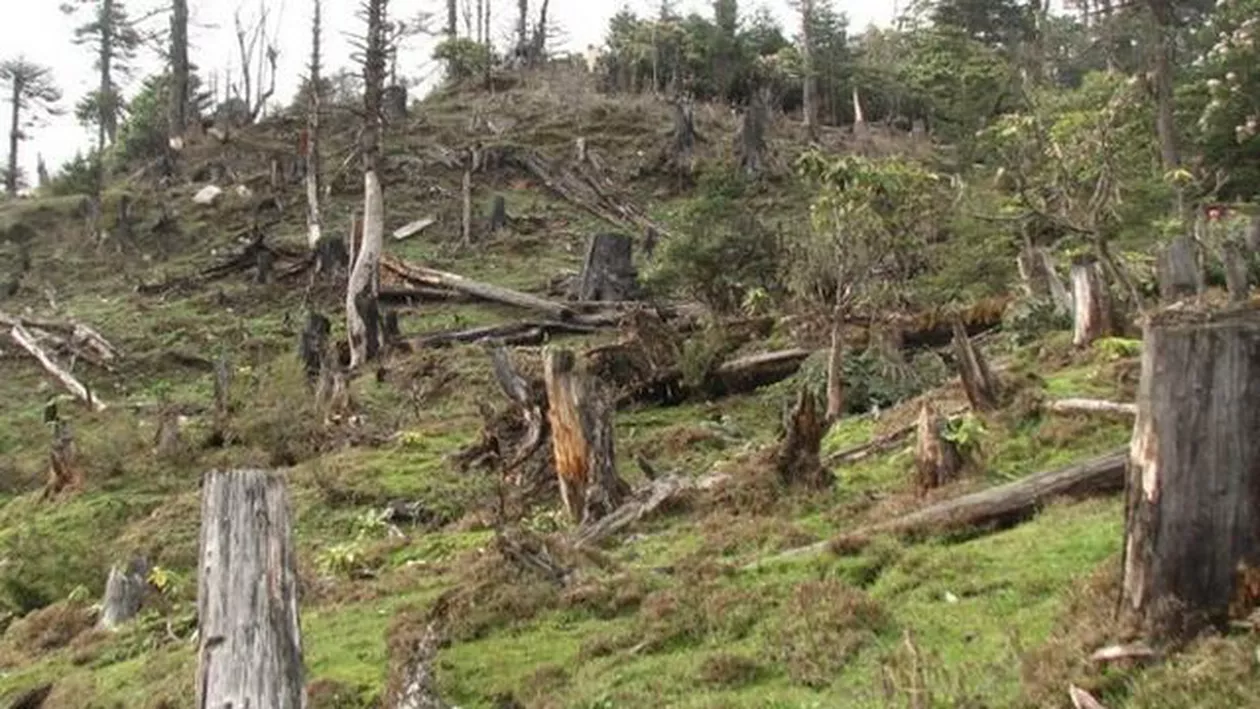Câțiva muncitori au defrișat "din greșeală" o pădure din Gorj (VIDEO)