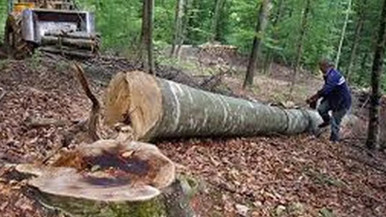 Cum funcționează afacerea tăierilor ilegale de pădure: Un fost pădurar explică cum se împart banii, dar și unde ajunge lemnul