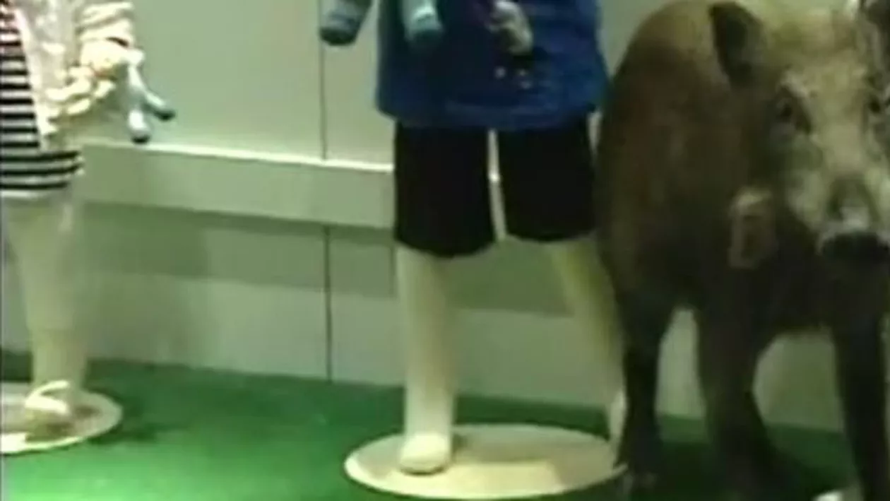 Un porc mistreț a ajuns într-un mall din Hong Kong