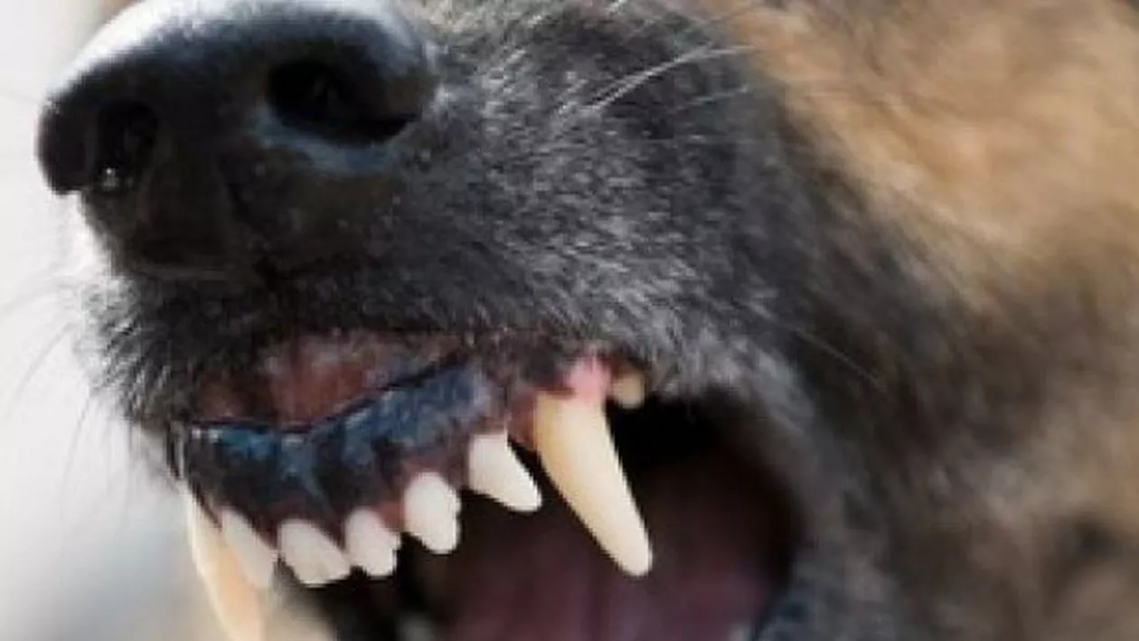 La doar trei ani, un băieţel a murit după ce a fost mușcat de câinele familiei: Copilul a devenit el mai tânăr donator de organe din Bihor