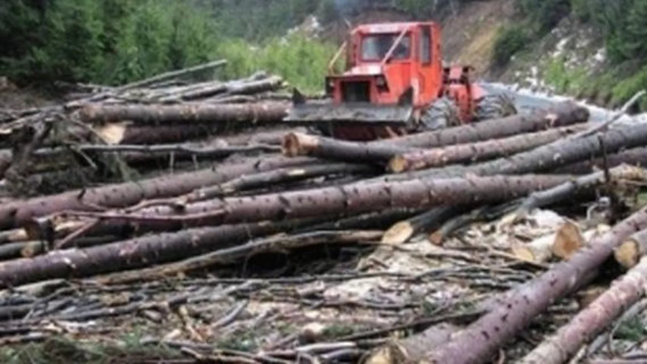 Surse: Șeful Direcției Silvice Bistrița-Năsăud ar fi primit foloase necuvenite pentru a susține firmele afaceristului Traian Larionesi