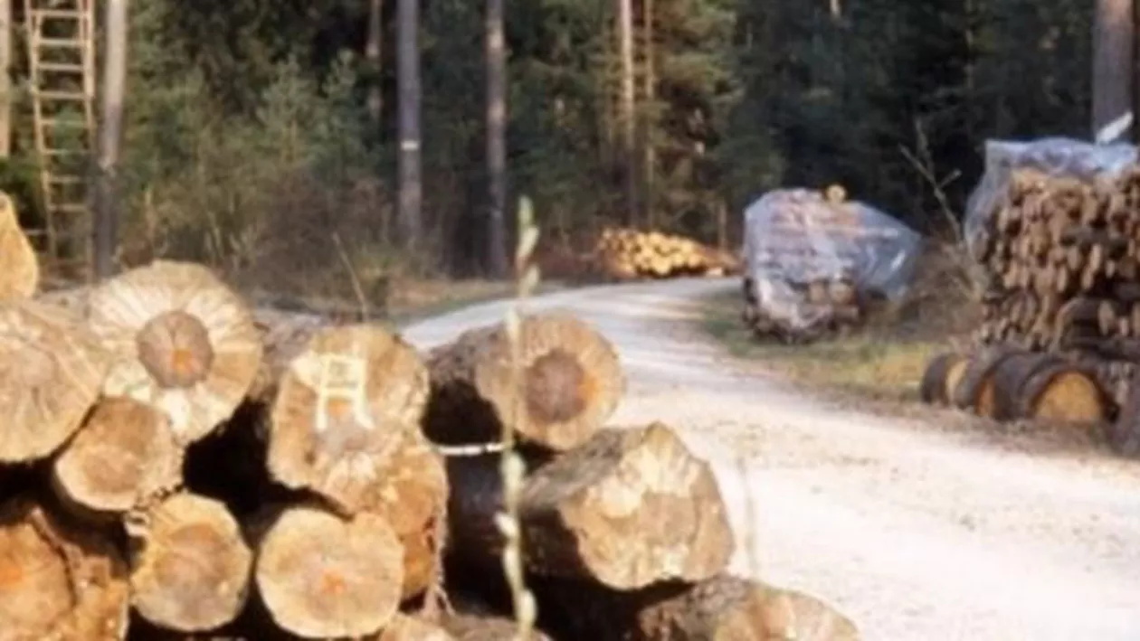 Holzindustrie Schweighofer: Nu am ameninţat niciodată Guvernul României cu iniţierea de litigii internaţionale