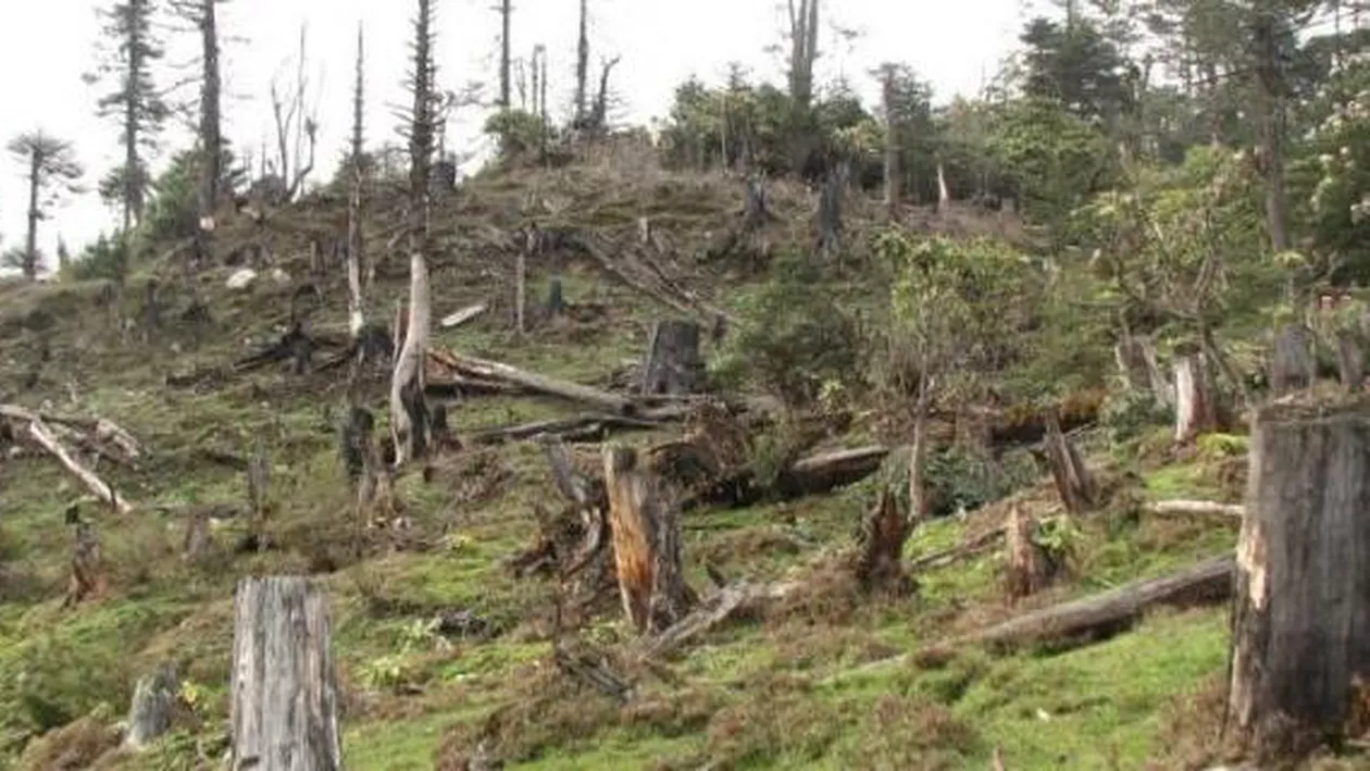 Ministerul Mediului: Cele 420.000 de hectare de pădure deținute de micii proprietari sunt cele mai expuse tăierilor ilegale