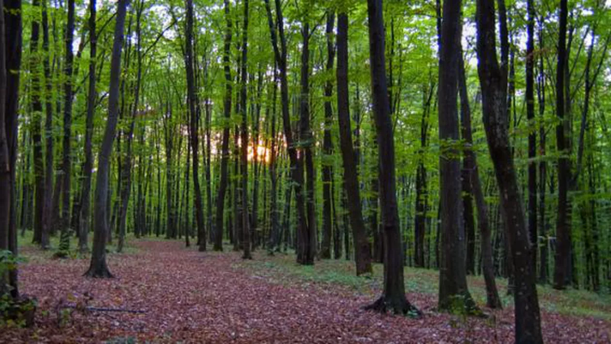 Scandalul pădurilor din Borşa este departe de a se fi încheiat