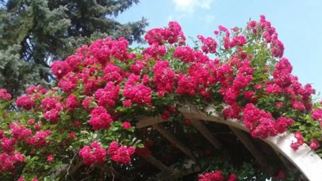 Centrul Timișoarei a fost decorat cu peste 7.000 de flori: Parcurile de la periferia orașului, imagine dezolantă