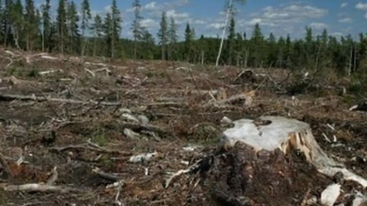 Zeci de percheziții au fost efectuate într-un dosar de evaziune și sustragere de arbori din fondul forestier