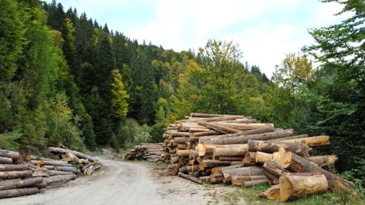 Hunedoara: Activiștii de mediu cer stoparea tăierilor de păduri din zonele protejate și păstrarea valorilor naturale