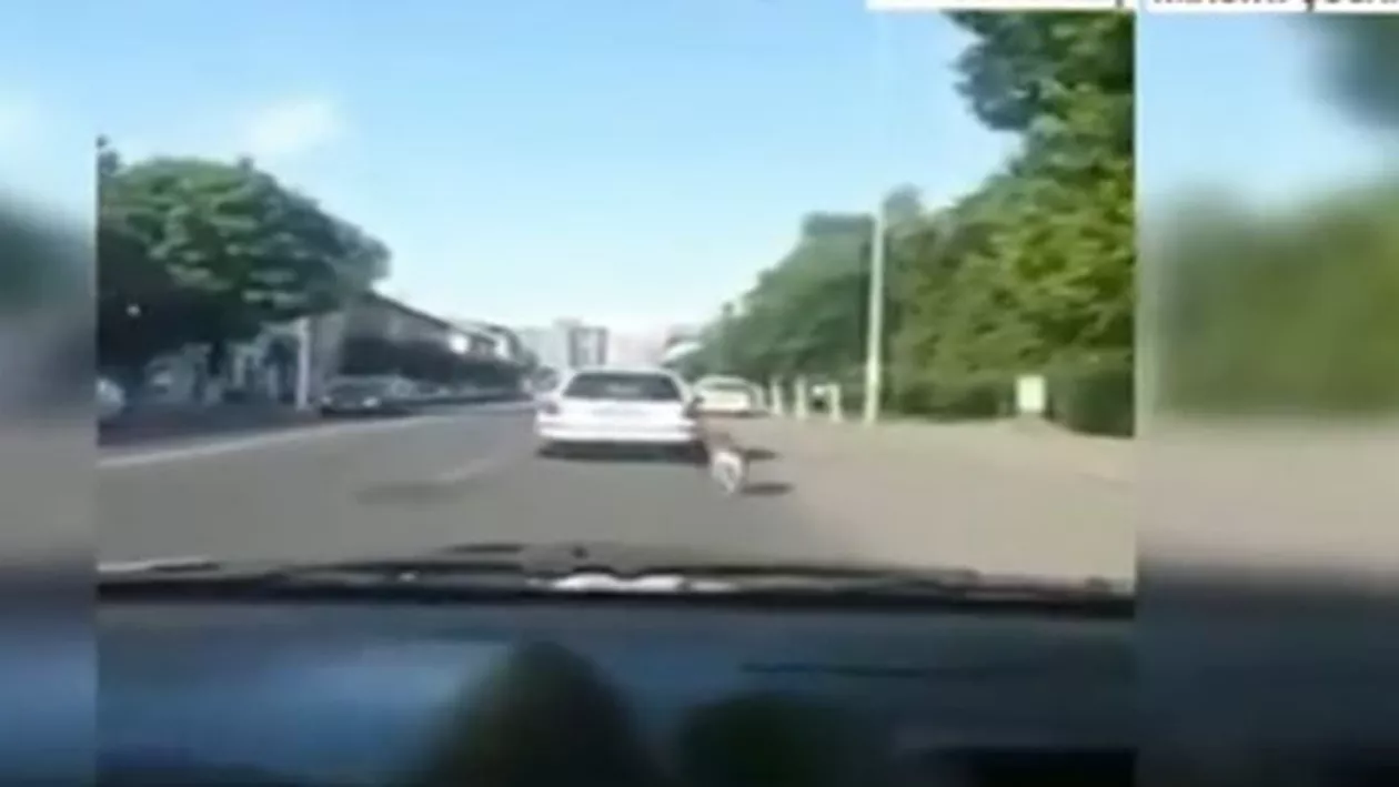 Târgu Mureș: Un câine a fost legat de mașină și târât prin trafic (VIDEO)