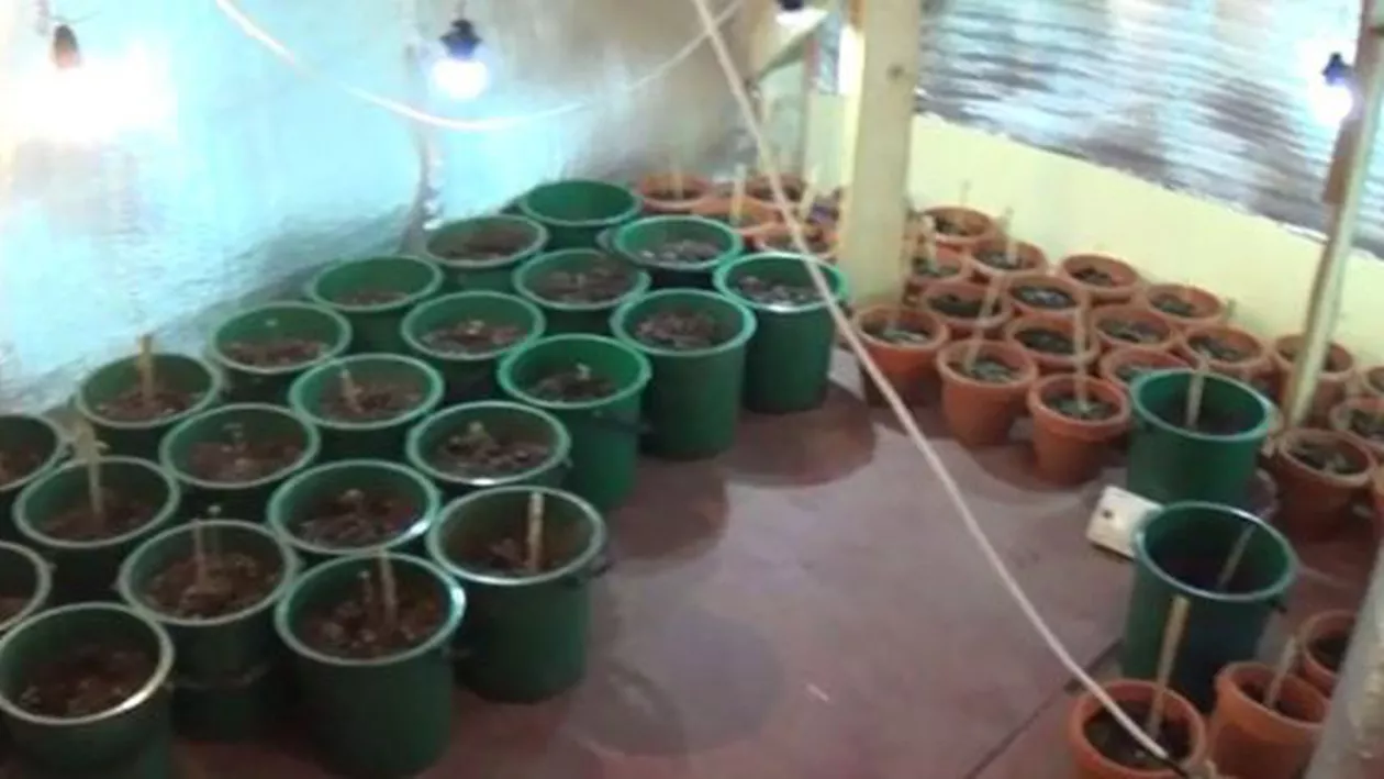 Polițiștii români au confiscat peste 2.400 de plante de cannabis și circa 23.000 de comprimate în ultimele două săptămâni