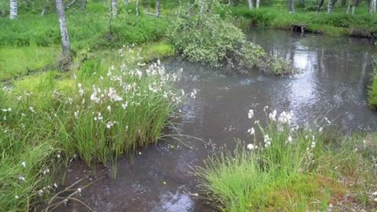 Covasna: O femeie de 80 de ani a fost salvată din mlaștină