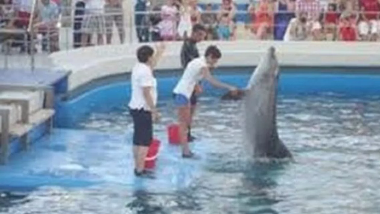 Delfinariul din Constanța caută dresor: Trebuie să ştie să înoate, să ştie ce este cu delfinii ăştia şi de unde provin ei şi ce particularităţi fiziologice au