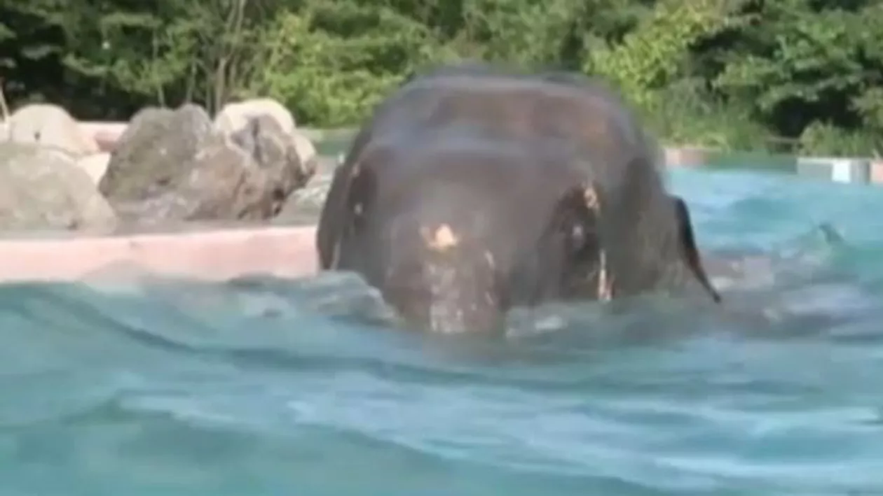 O grădină zoologică din Japonia a construit o piscină transparentă pentru elefanți (VIDEO)