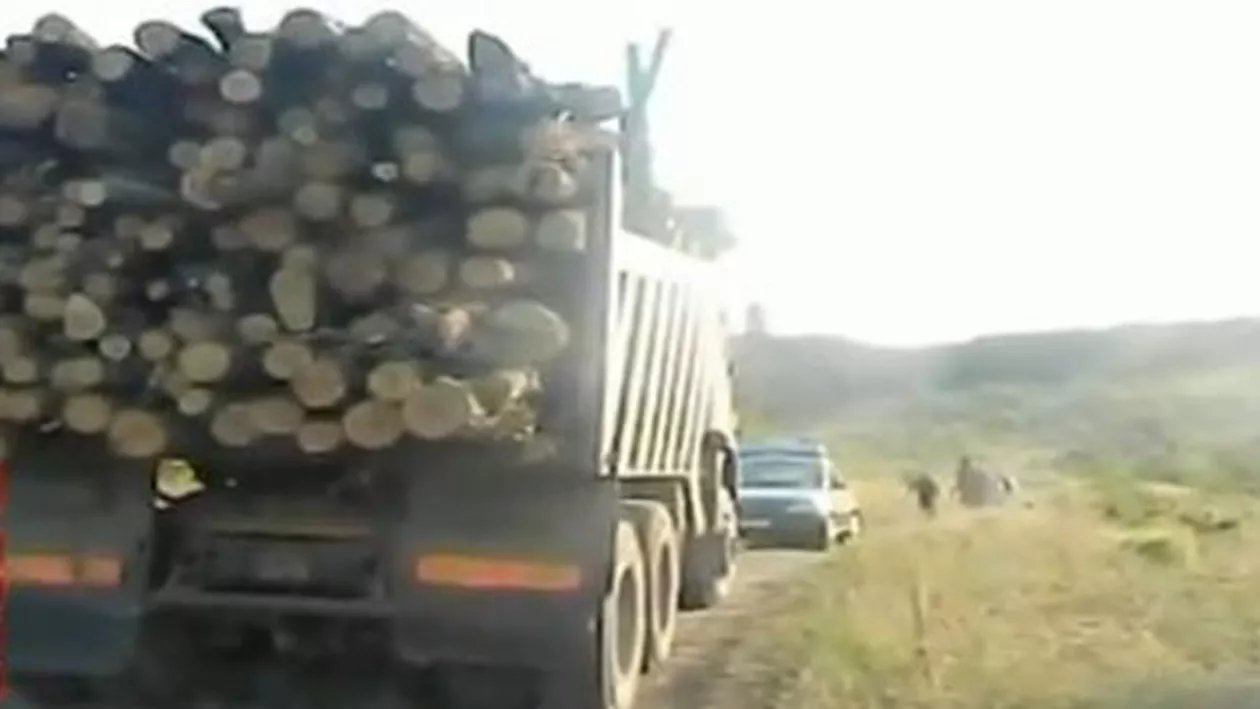 Bărbat prins în flagrant la furat lemne: Suspectul s-a ales cu dosar penal pentru tăiere ilegală şi furt de lemne (VIDEO)