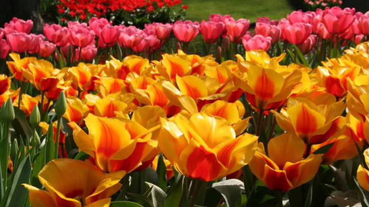 Rusia ar putea interzice importurile de flori din Olanda, după ce au fost descoperiți dăunători în livrări