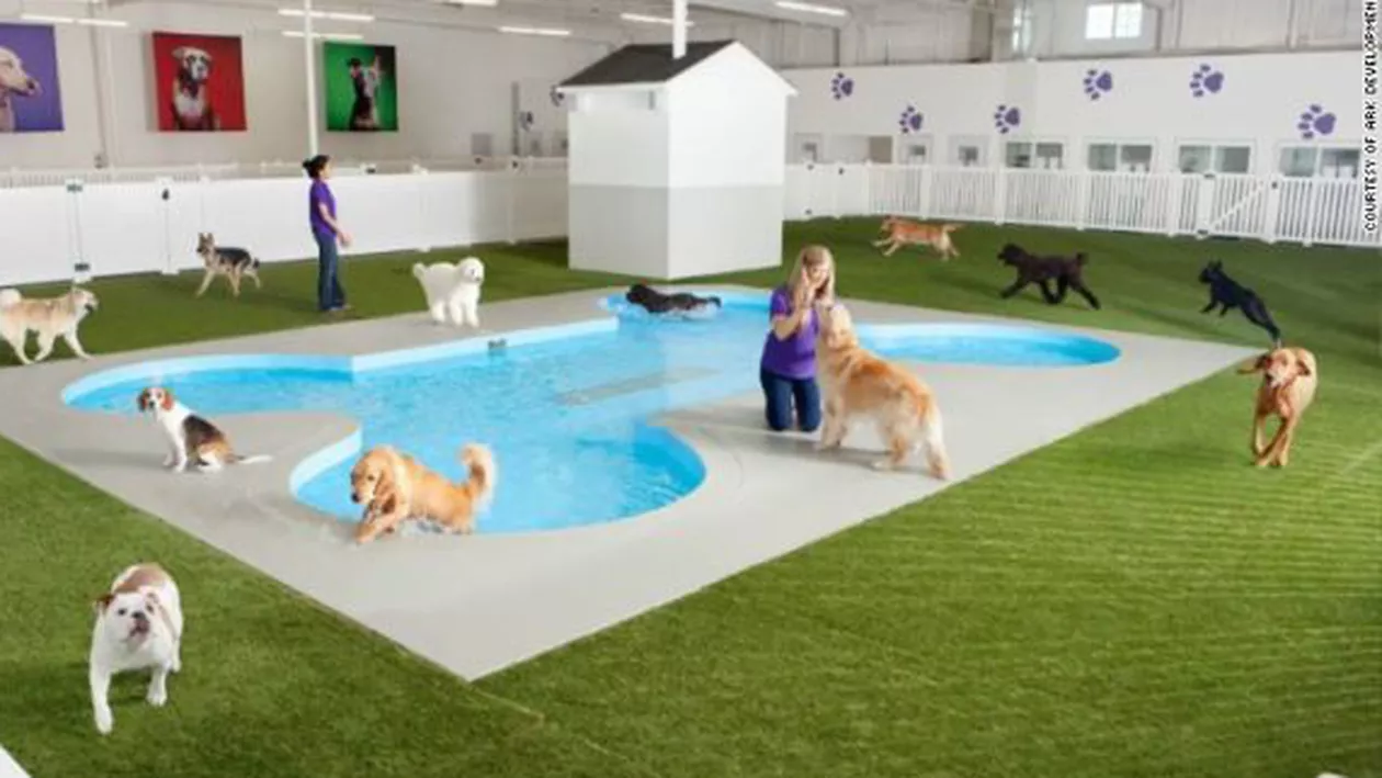 Primul terminal din lume destinat animalelor va fi construit pe Aeroportul JFK din New York