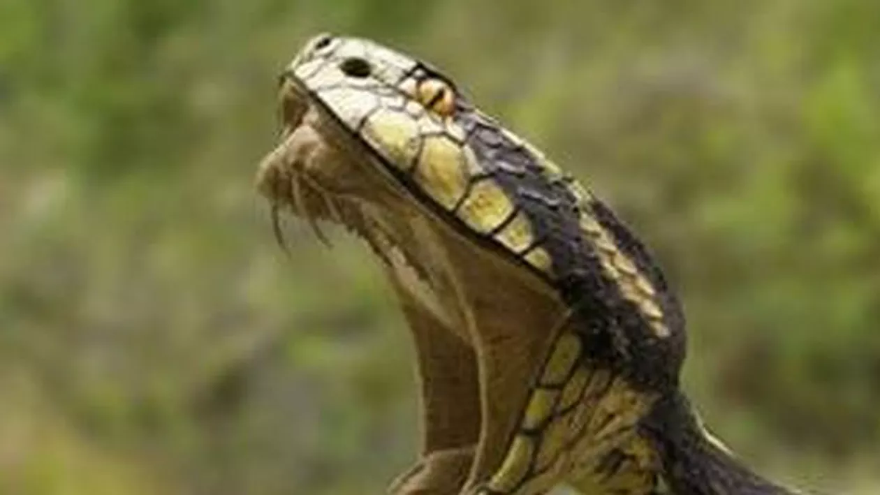 Un bărbat a ajuns în spital după ce a încercat să îşi facă un selfie cu un şarpe cu clopoţei