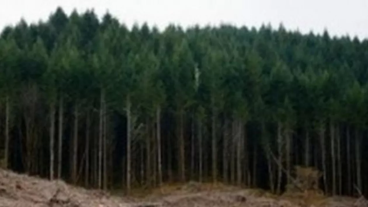 Ministerul Mediului a transmis Parchetului de pe lângă ÎCCJ rapoartele de control asupra unor operatori din sectorul forestier