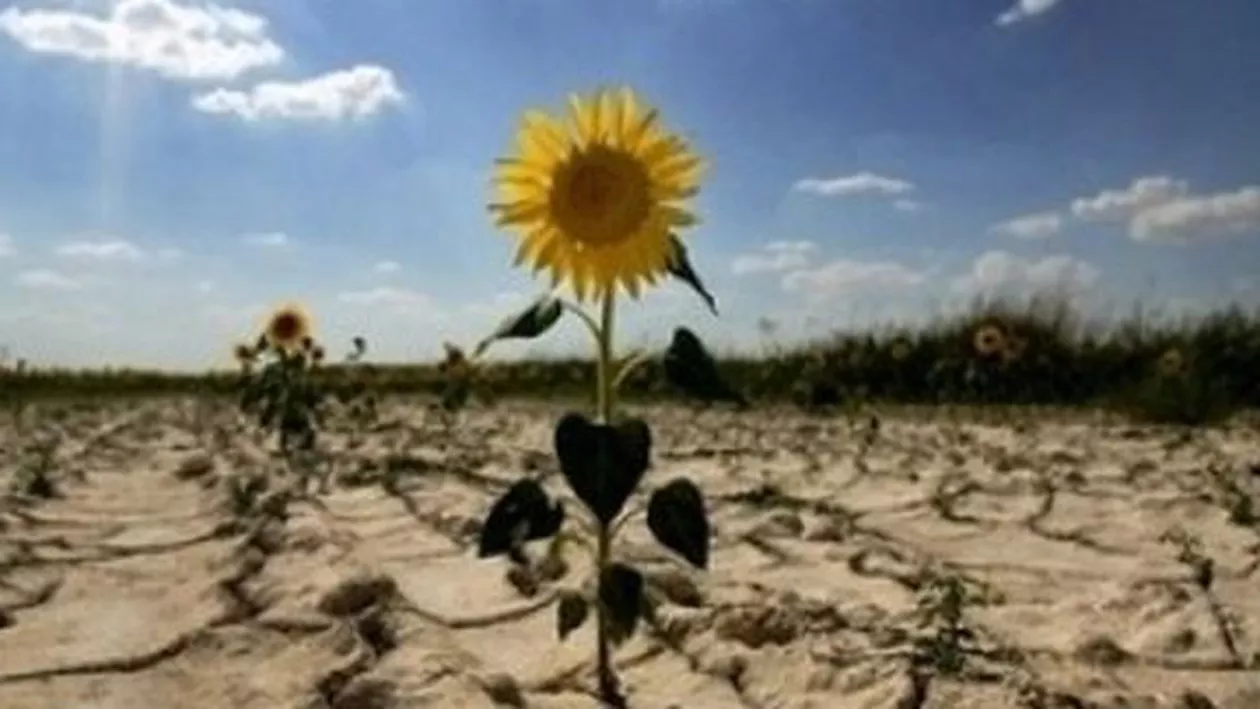 Producătorii agricoli cer ajutor Ministerului Agriculturii pentru a-și salva culturile de secetă