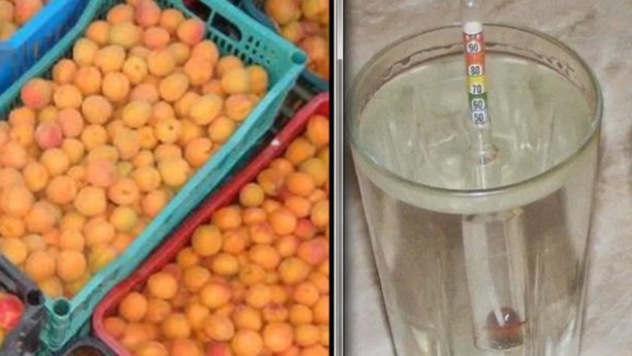 Edilul din Sânnicolau Mare cumpără din bugetul local o tonă de caise pentru a face țuică: Să avem de protocol. Dăm câte doi litri când avem invitați sau mergem în străinătate