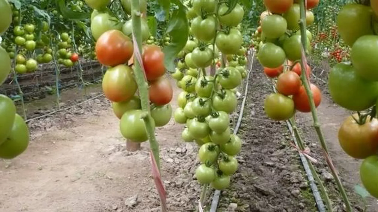 Schimbările climatice obligă fermierii să cultive roșii din semințe provenite din Chile și Israel